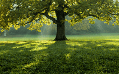 NEMA versus ISO 14001:2015
